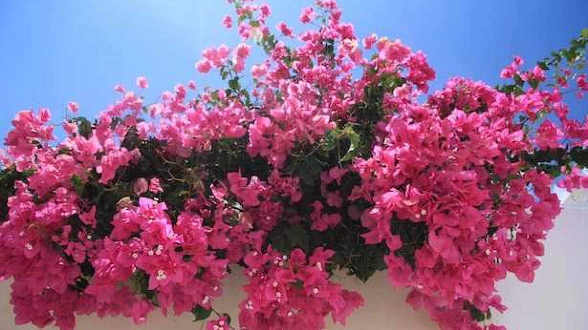 Libri autori e bouganville - Il Mare Dentro